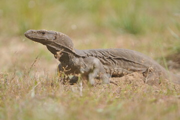 bearded dragon lizard
