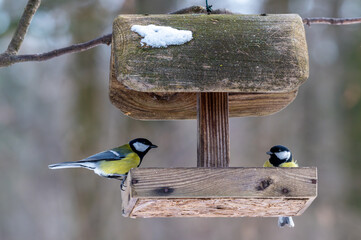 sikorki kolorowe ptaki przy karmniku zimą