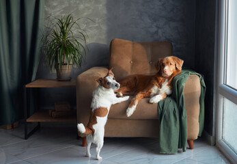 Two dogs engage in playful interaction on a cozy armchair, in a well-lit room. The Jack Russell...
