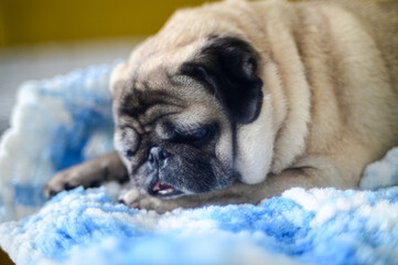 old pug resting on the sofa 2