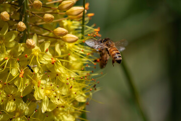 Bees buzzing around some beautiful yellow flowers
