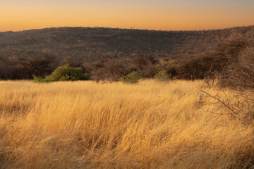 Grassland glows golden in the early morning sun near Mount Etjo in central Namibia. - obrazy, fototapety, plakaty