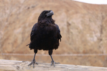 Duży czarny kruk obserwujący górską okolicę. A large black raven observing the mountainous...