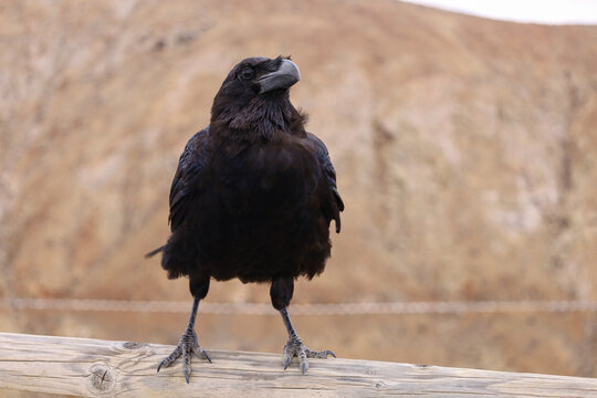 Duży czarny kruk obserwujący g&oacute;rską okolicę. A large black raven observing the mountainous area.
