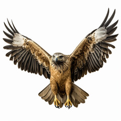 A single Saudi Arabian Eagle is flying isolated on a white background in the top view