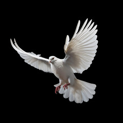A single white color, Dove flying, is isolated on a black background in the top view
