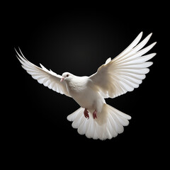 A single white color, Dove flying, is isolated on a black background in the top view