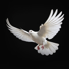 A single white color, Dove flying, is isolated on a black background in the top view