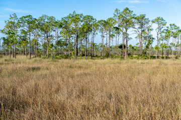 A prairie of grey sawgrass and a stand of green pine trees in a marsh area, Turner River Rd, Big...