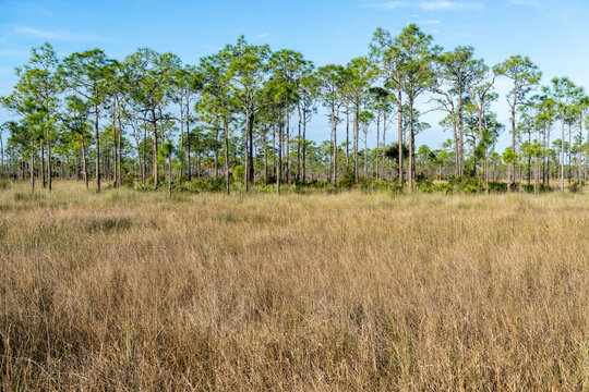 A prairie of grey sawgrass and a stand of green pine trees in a marsh area, Turner River Rd, Big Cypress NWR, Florida