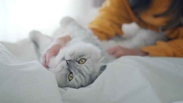 Happy asian woman massages with fluffy grey cat with relax on the bed at home, A touching moment between a pet and its owner, Friendship with pets.