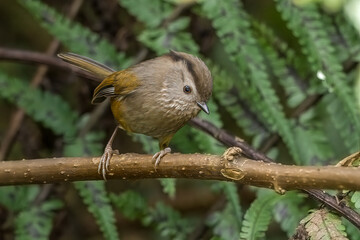 Streak-throated Fulvetta or Manipur Fulvetta (Fulvetta manipurensis)