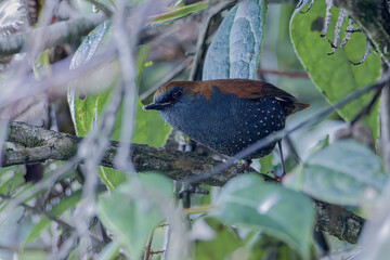 Gould's Shortwing (Heteroxenicus stellatus)