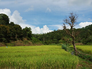 Gelbgrünes Reisfeld in Thailand Südostasien