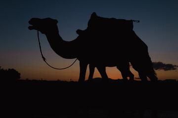 silhouette of a camel at sunset - Morocco