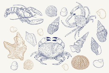 Illustrations Vecteur Coquillages et crustacés - obrazy, fototapety, plakaty