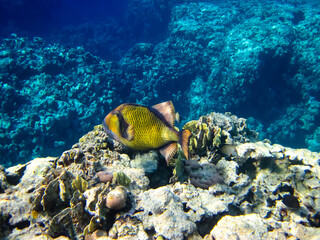 Naklejka na ściany i meble Balistoides viridescens or Bluefin Balistodes in the expanses of the coral reef of the Red Sea