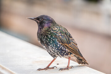 The common starling or Sturnus vulgaris or the European starling. Sitting on the fence in the garden in springtime.