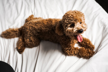 Teddy dog ​​posing on the sofa.small ginger poodle dog.Teddy breed dog concept