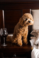 Teddy dog ​​posing on the sofa.small ginger poodle dog.Teddy breed dog concept