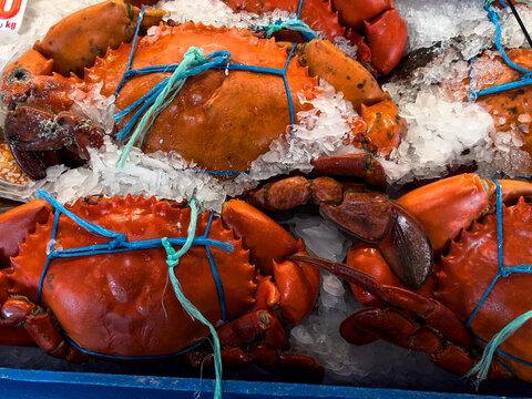 Cooked queensland mud crabs displayed on ice