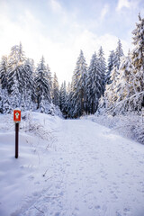 Langlaufrunde bei bestem Kaiserwetter im verschneiten Thüringer Wald bei Floh-Seligenthal - Thüringen - Deutschland