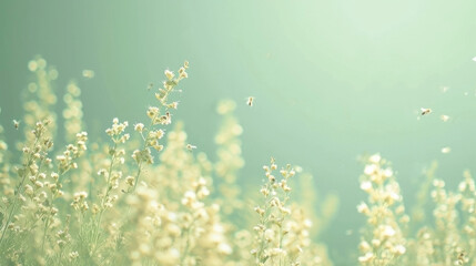 Fototapeta na wymiar Meadow Wildflowers and grass at sunrise