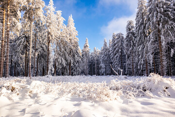 Langlaufrunde bei bestem Kaiserwetter im verschneiten Thüringer Wald bei Floh-Seligenthal -...