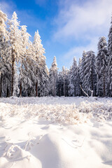 Langlaufrunde bei bestem Kaiserwetter im verschneiten Thüringer Wald bei Floh-Seligenthal - Thüringen - Deutschland