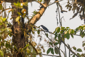 Black-winged cuckooshrike (Lalage melaschistos), also known as lesser grey cuckooshrike or dark...