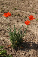 Papaver rhoeas, single poppy plant in a field