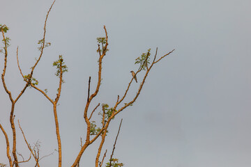 Large cuckooshrike (Coracina macei) in India