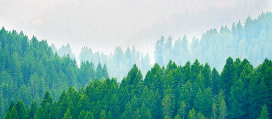 Lush Green Forest in the Mountains Pine Trees Layers of Valleys