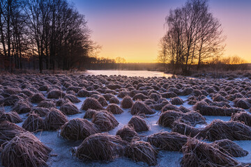 Frozen bunch of dry grass on winter pond shore at blue hour. Czech landscape background