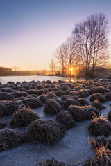 Frozen bunch of dry grass on winter pond shore at sunrise. Czech landscape background