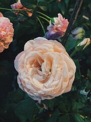 Pink roses in the garden of pink roses. Blooming Roses on the Bush. Growing roses in the garden.