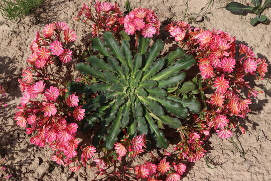 Lewisia cotyledon, low ground cover rockrose, rose-orange flower