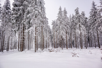 Langlaufrunde bei bestem Kaiserwetter im verschneiten Thüringer Wald bei Floh-Seligenthal -...