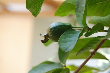 Guava fruit on the tree in the garden with green leaves background