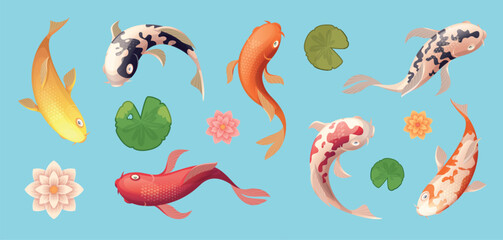 Koi fish. Exotic swimming animal asian fish top view exact vector template illustrations