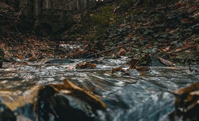 stream in the forest