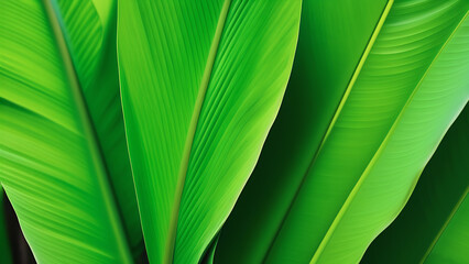 Background image of juicy huge green banana palm leaves. Eco-friendly concept for banner design. Vacations and travel to tropical countries. Island vibe.