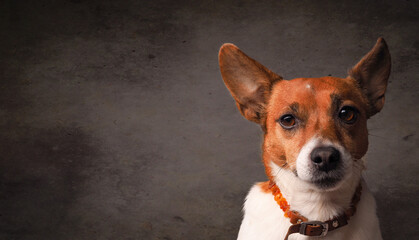 Portrait of a very alert Jack Russell Terrier on a bright studio background with space for text
