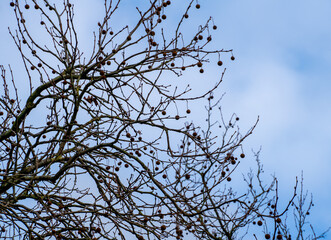 Silhouette of branches and seeds of a Plane tree (Platanus)
