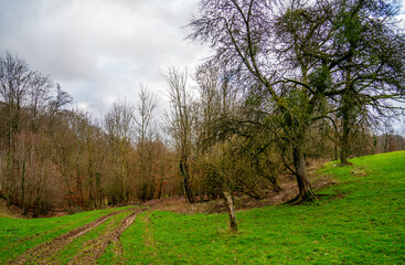Naklejka premium Trail in the forest in the Ardennes, Northern France 