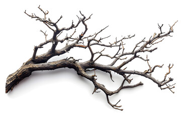 Dry tree branch and broken branches isolated on white background, representing weathered and fragile elements of nature.