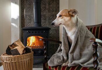 dog fireplace plaid blanket home sad old-fashioned wood cold firewood