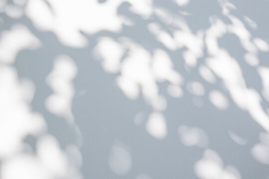 Abstract natural tree leaves shadow on white wall background - Powered by Adobe