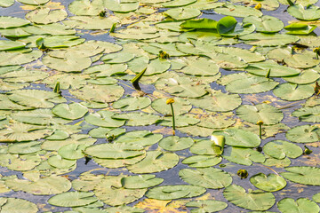 Yellow water lily flower, Nuphar lutea, blooming yellow among the green leaves on the water of the lake