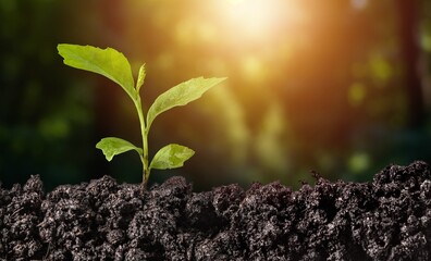 Save Planet Earth Day with Green Plant in soil